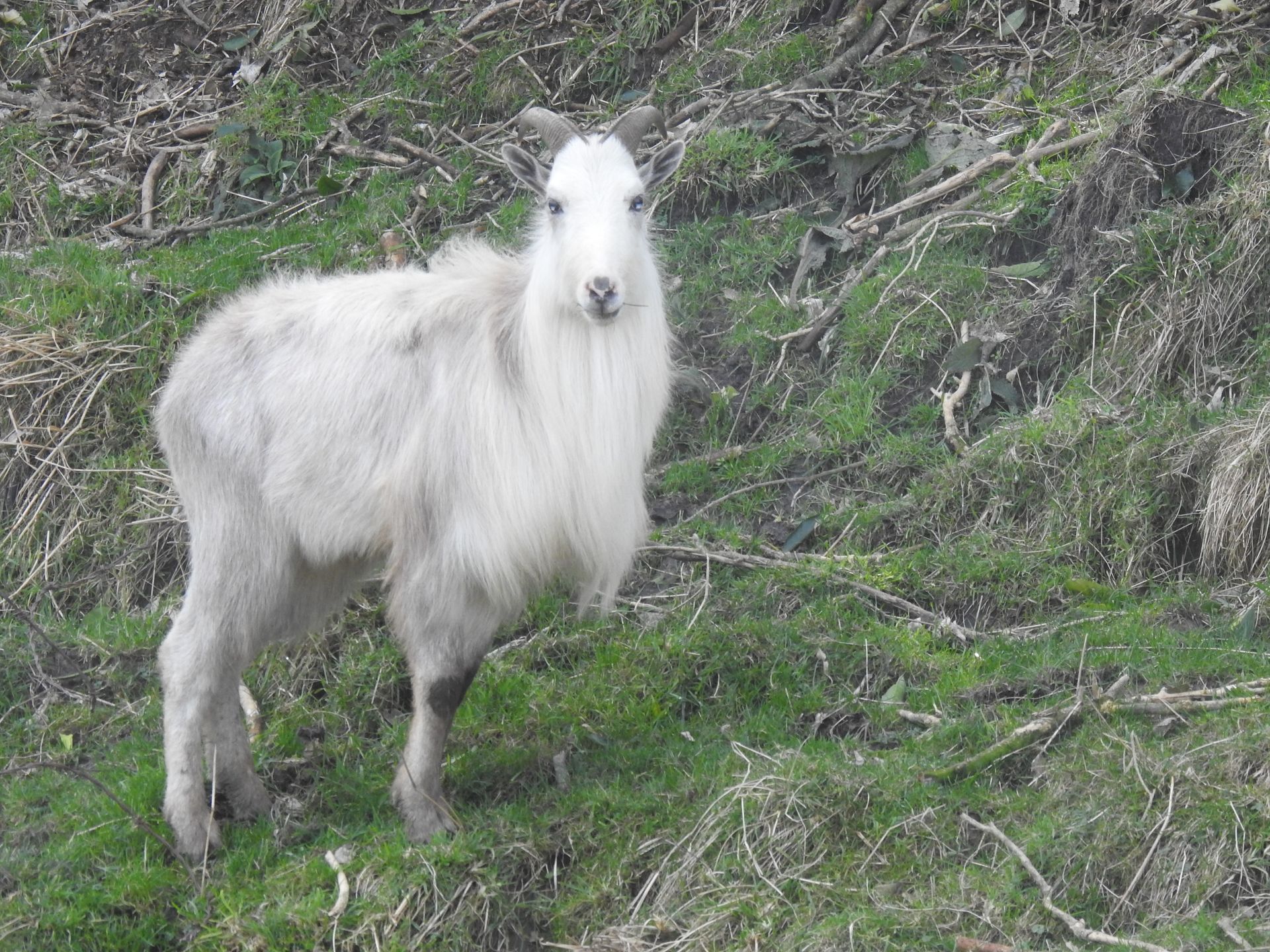A white goat with horns is standing in the grass.