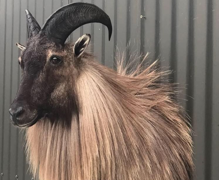 A black and white photo of a stuffed deer hanging on a wall.