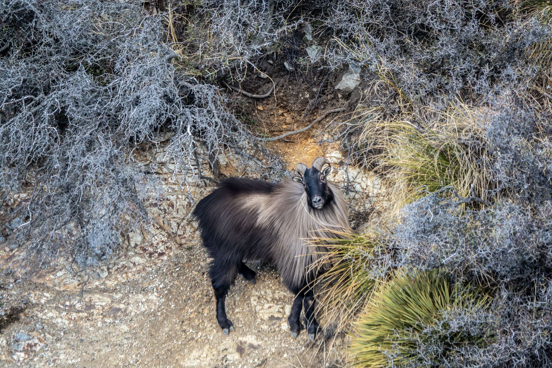 A black goat is standing in the grass on a dirt road.