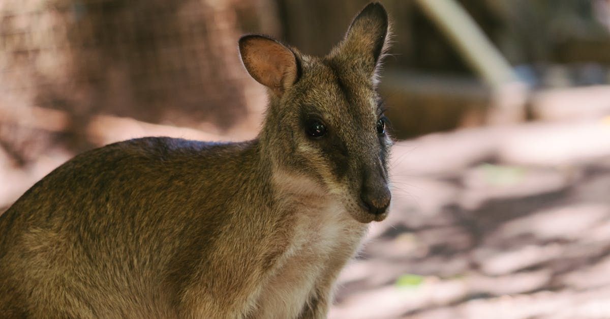 A close up of a kangaroo looking at the camera. High Country Outfitters