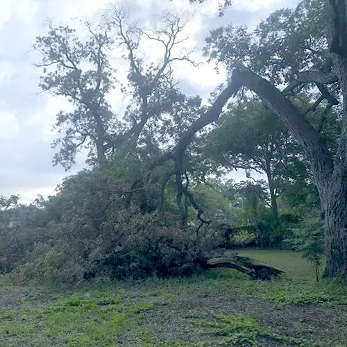 A large, mature tree has fallen, with its canopy resting on the ground in a grassy yard under a cloudy sky.