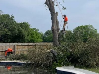 Two tree service workers cutting a tree near a pool; one in the tree, one on the ground.