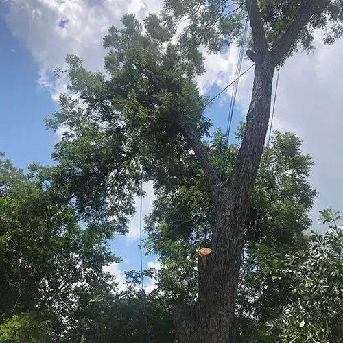 Tall tree with dense green foliage against a partly cloudy blue sky, with a cable running beside the trunk