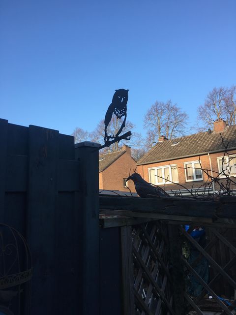 Een vogel die bovenop een hek zit met een huis op de achtergrond