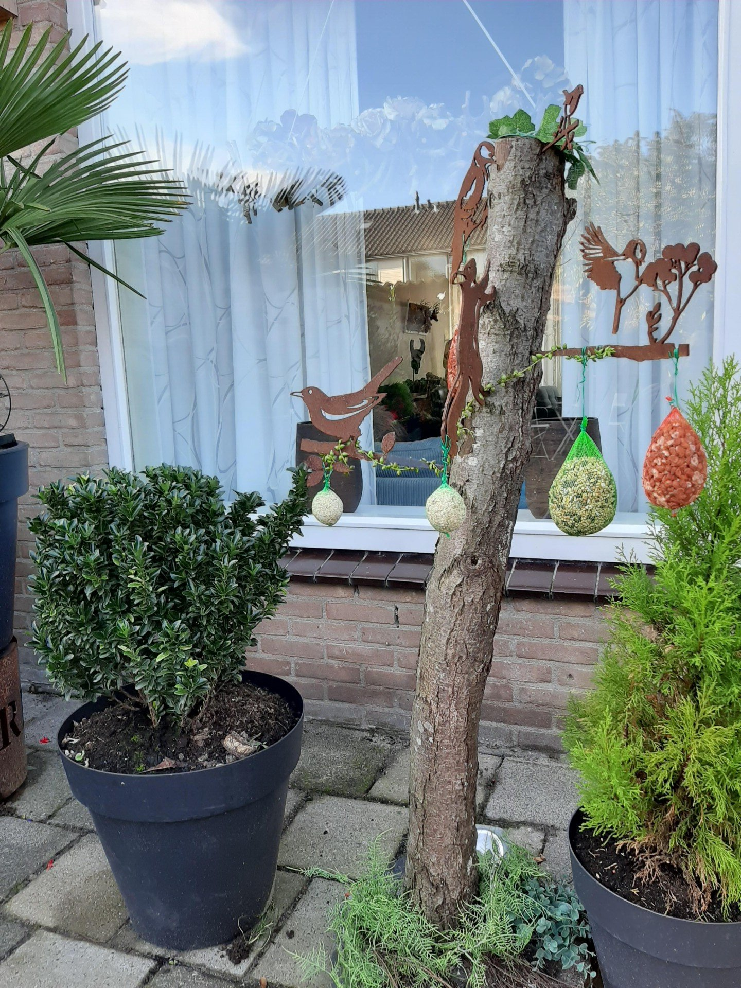 Een boomstam omringd door potplanten voor een raam.