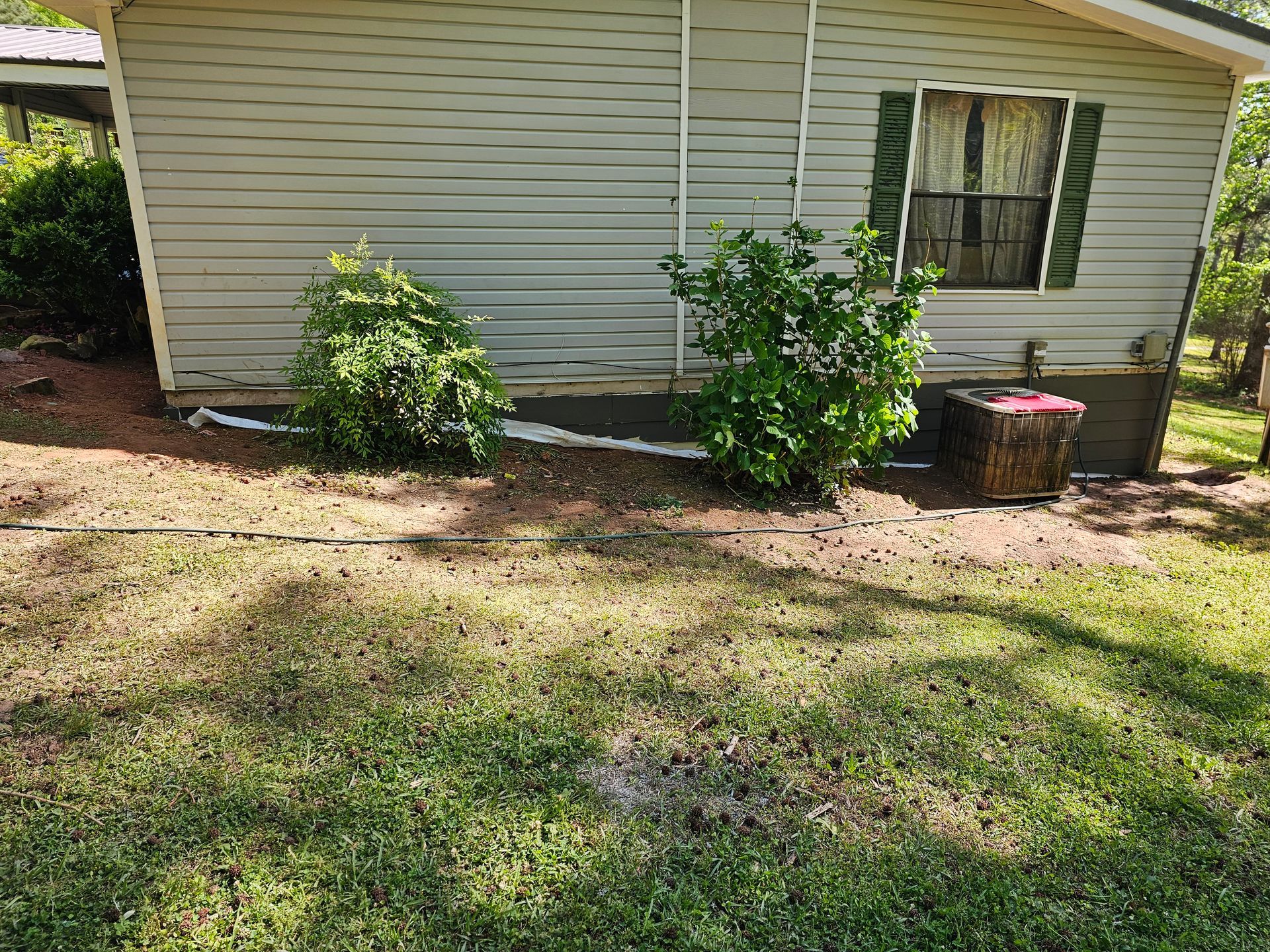 Green shrubs near a light-colored building with a window, set on brown mulch and a grassy lawn.