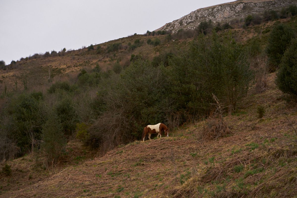 Caballo Asturcón. Típico caballo salvaje asturiano. Pelaje en color marrón y blanco. Paciendo en Vallés de Quirós.