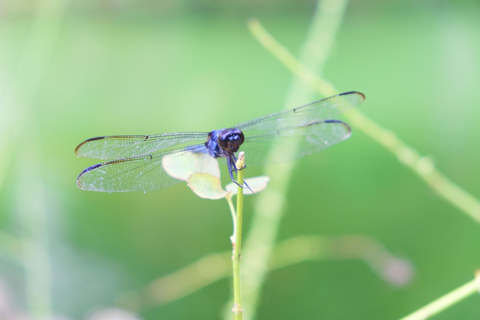 Dragonfly