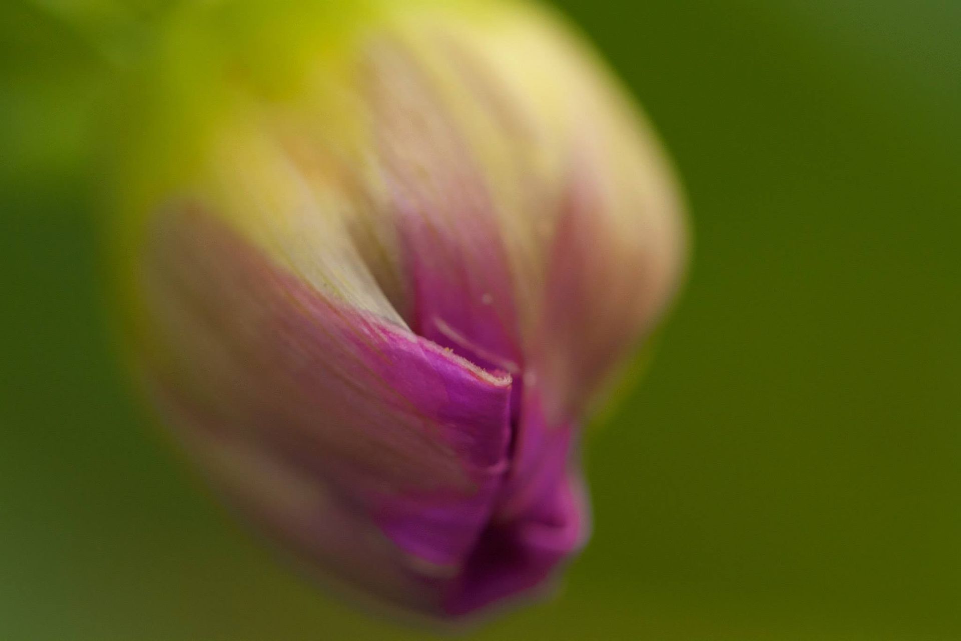 Kanapaha Botanical Gardens in Gainesville Florida