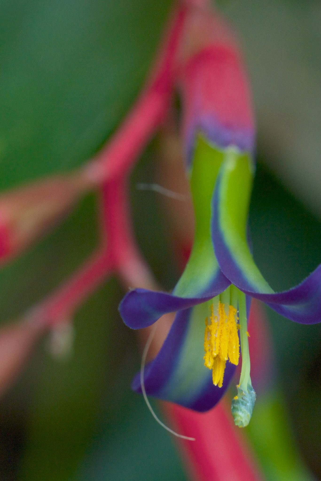 Kanapaha Botanical Gardens in Gainesville Florida