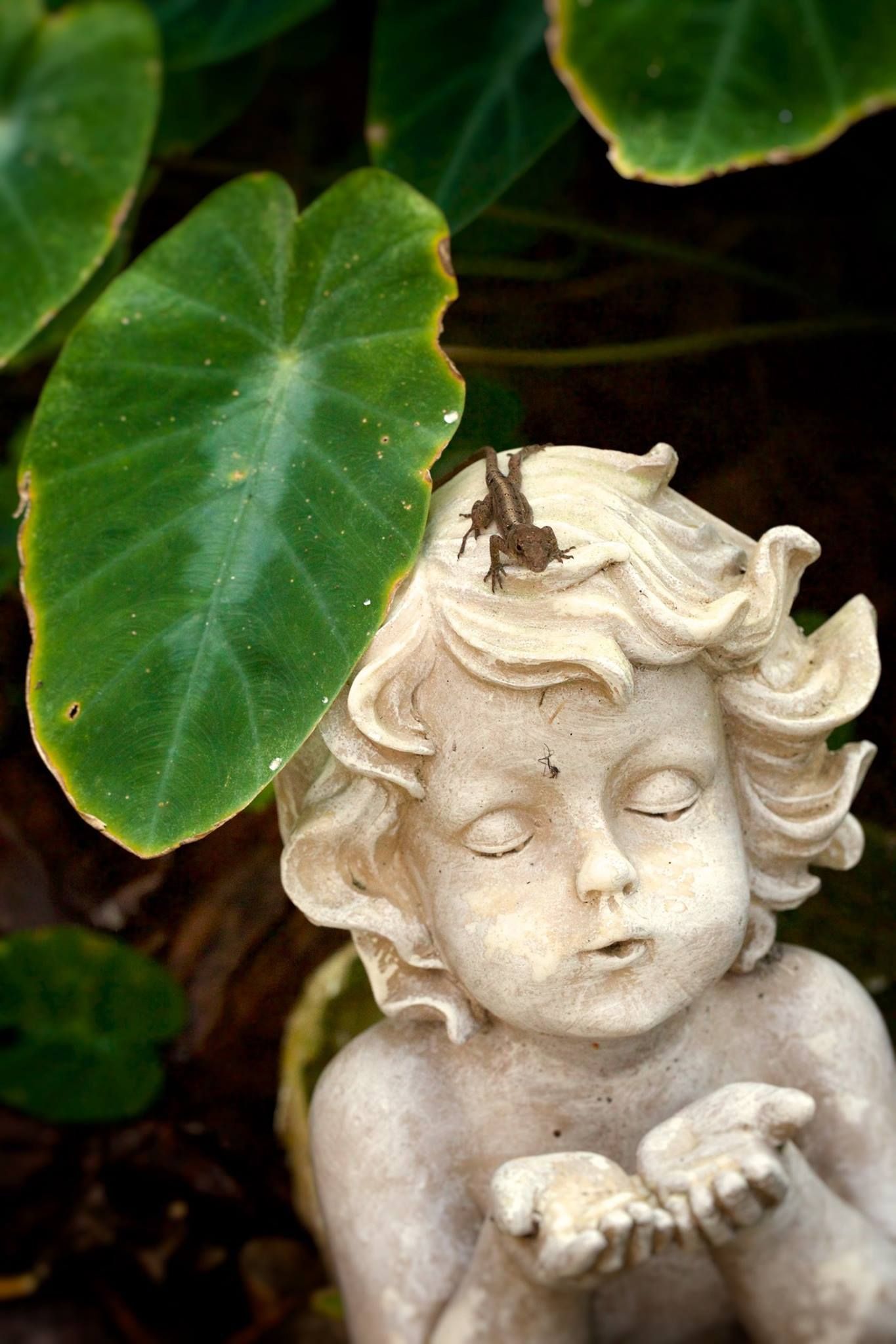 Kanapaha Botanical Gardens in Gainesville Florida