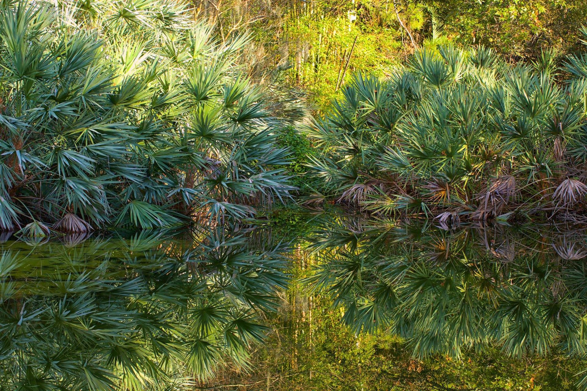 Kanapaha Botanical Gardens in Gainesville Florida