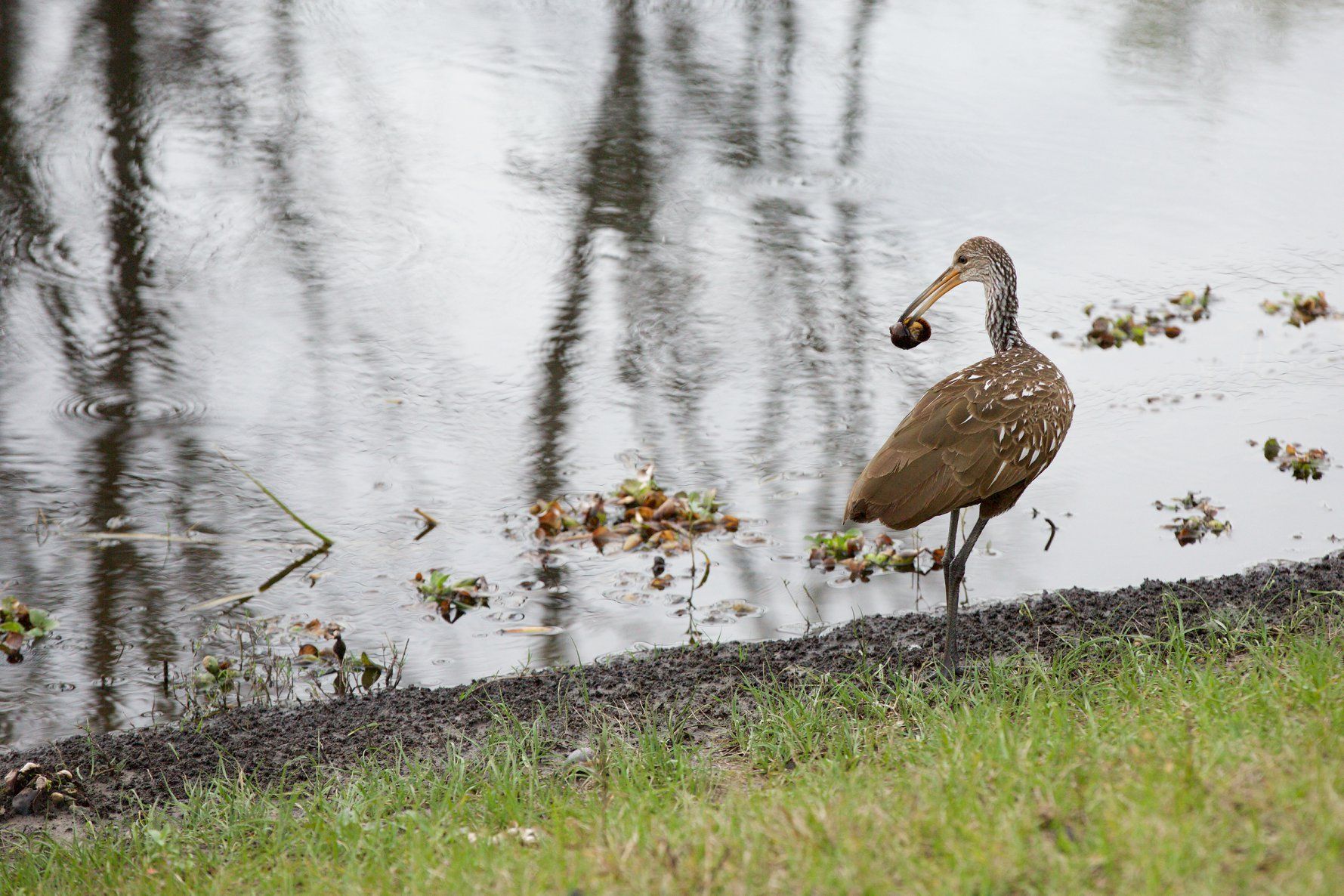 Sweetwater Wetlands Park: Photo Credit to Susannah Peddie from StayGainesville