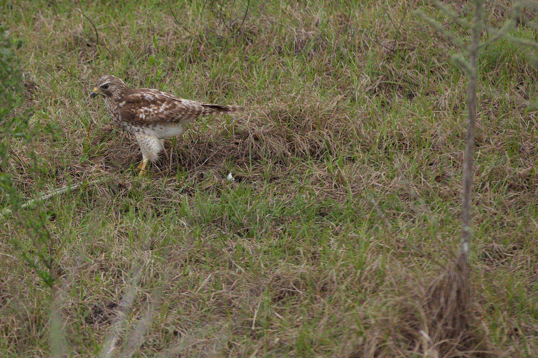 Sweetwater Wetlands Park: Photo Credit to Susannah Peddie from StayGainesville