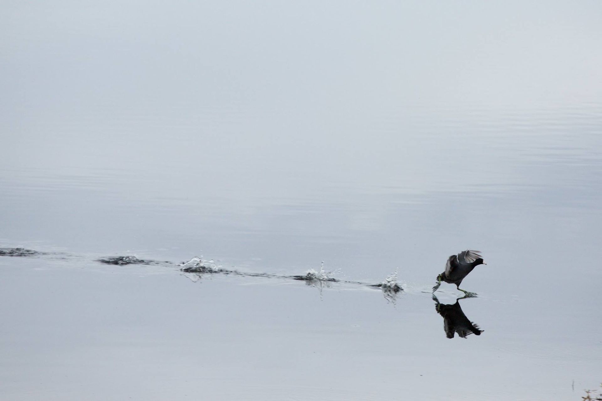 Sweetwater Wetlands Park: Photo Credit to Susannah Peddie from StayGainesville