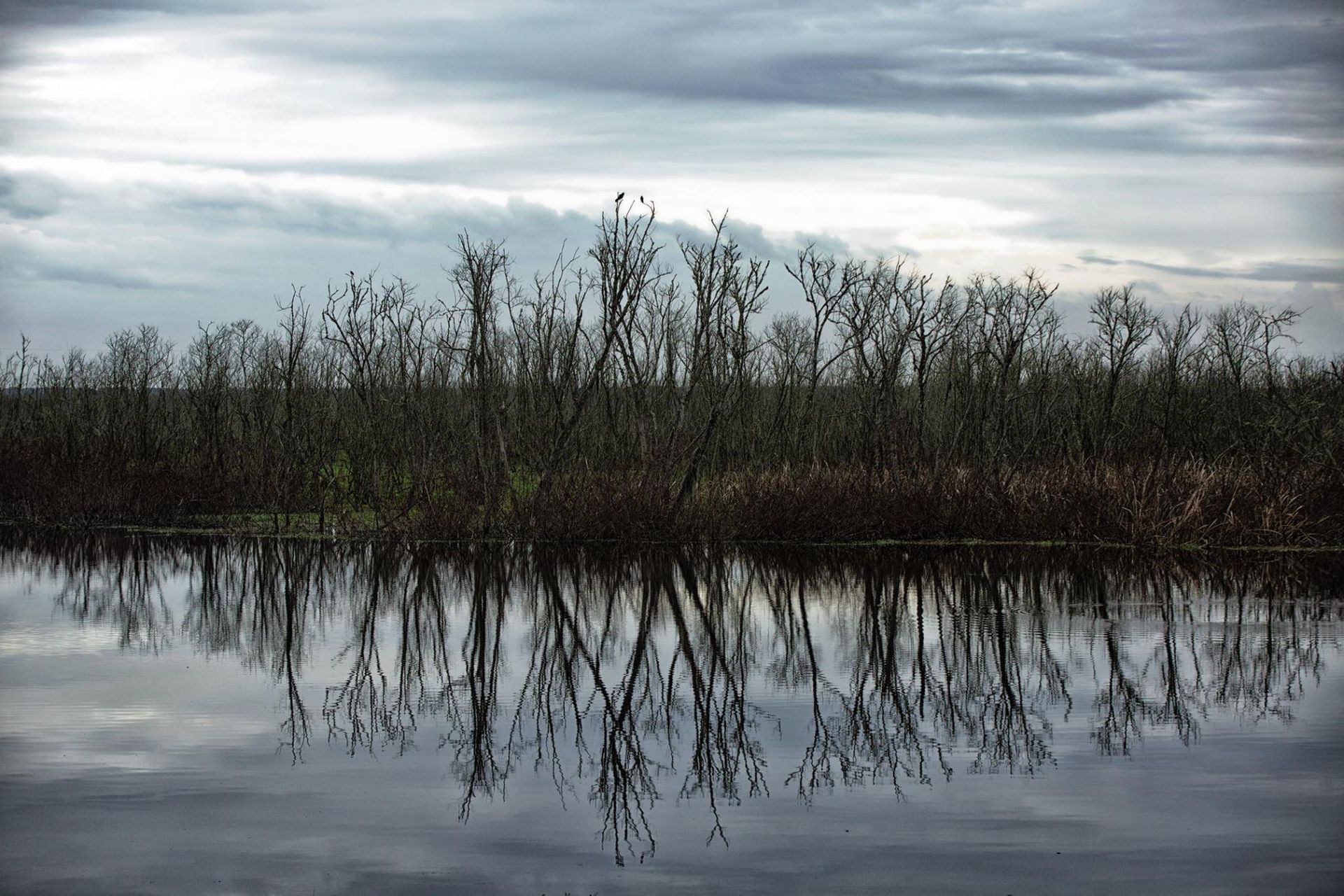 Sweetwater Wetlands Park: Photo Credit to Susannah Peddie from StayGainesville