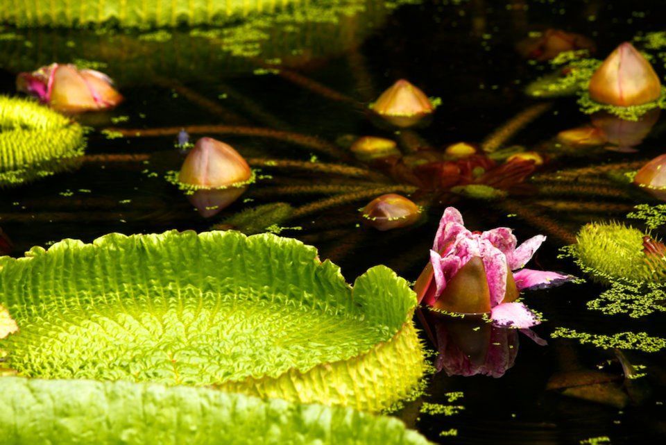 Victorian Water Lillies at Kanapaha Botanical Gardens.