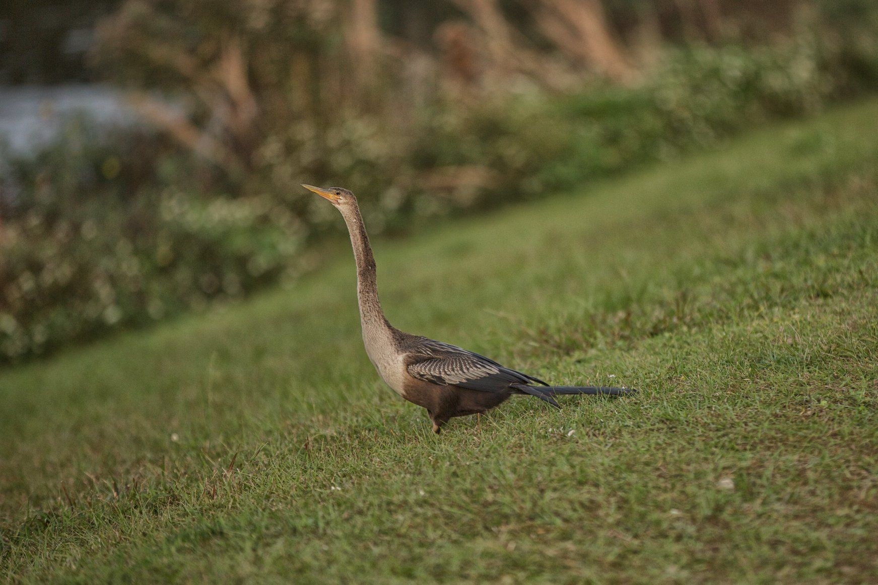 Sweetwater Wetlands Park: Photo Credit to Susannah Peddie from StayGainesville