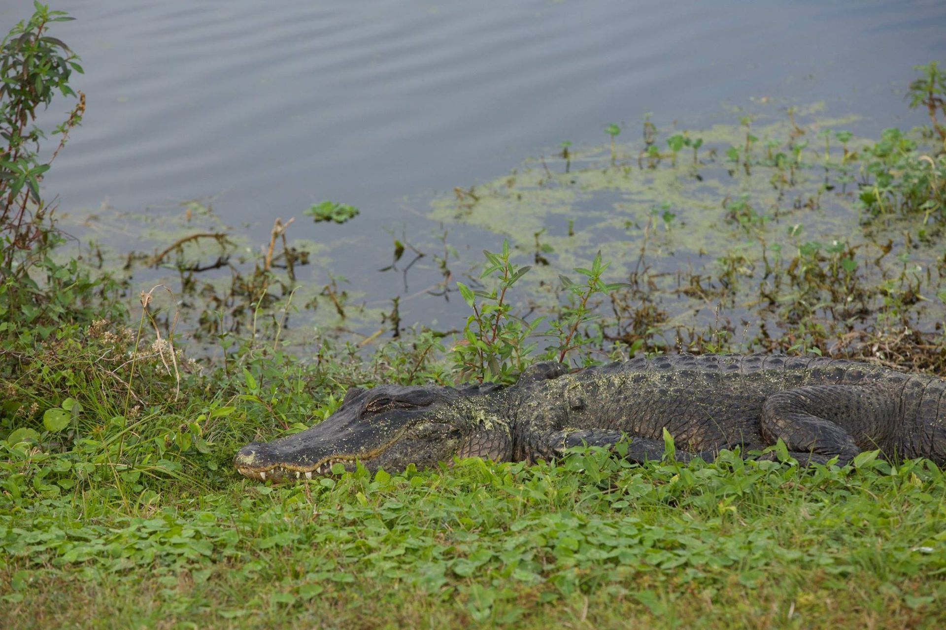 Sweetwater Wetlands Park: Photo Credit to Susannah Peddie from StayGainesville
Gator Country