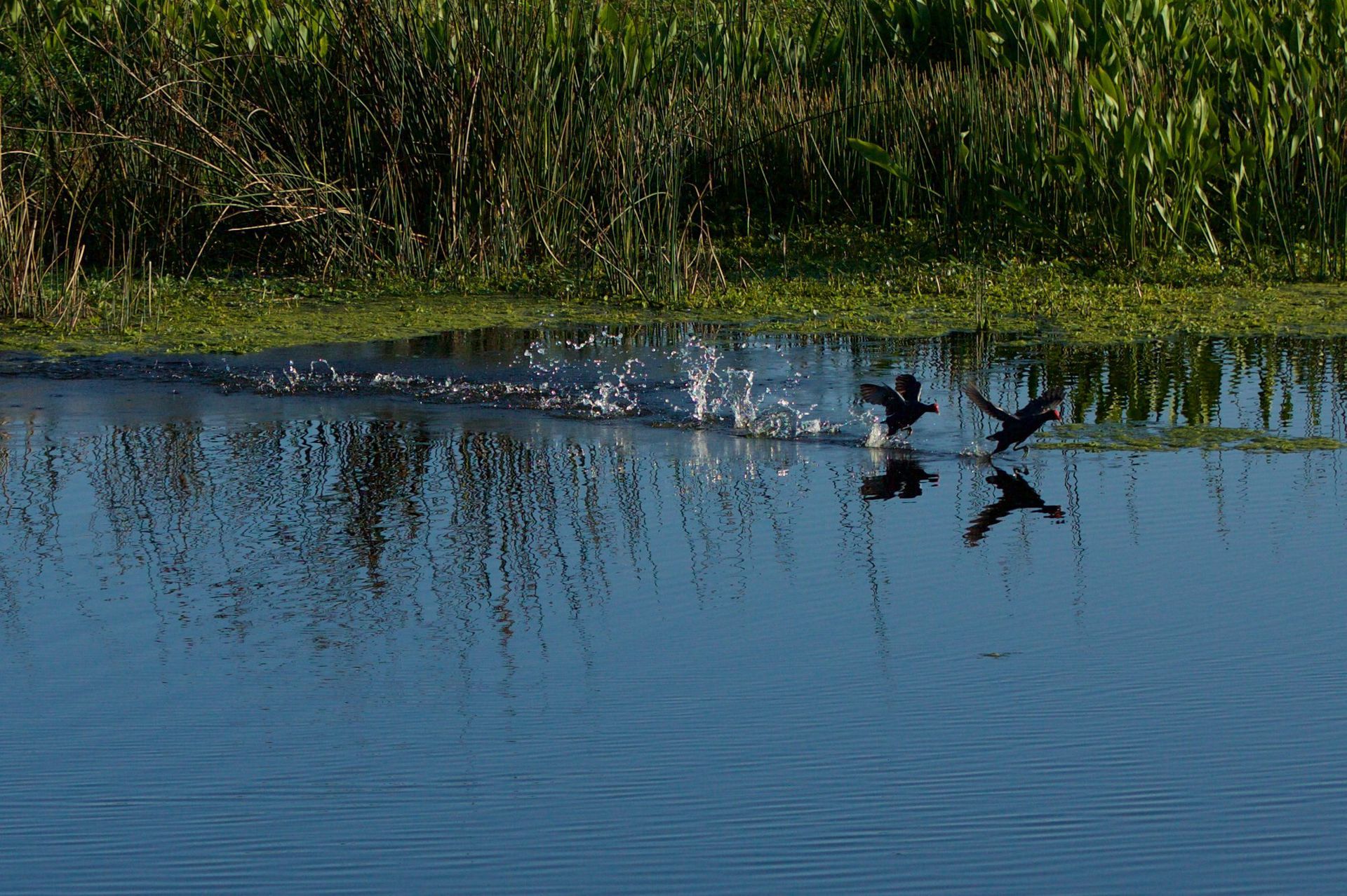 Sweetwater Wetlands Park: Photo Credit to Susannah Peddie from StayGainesville