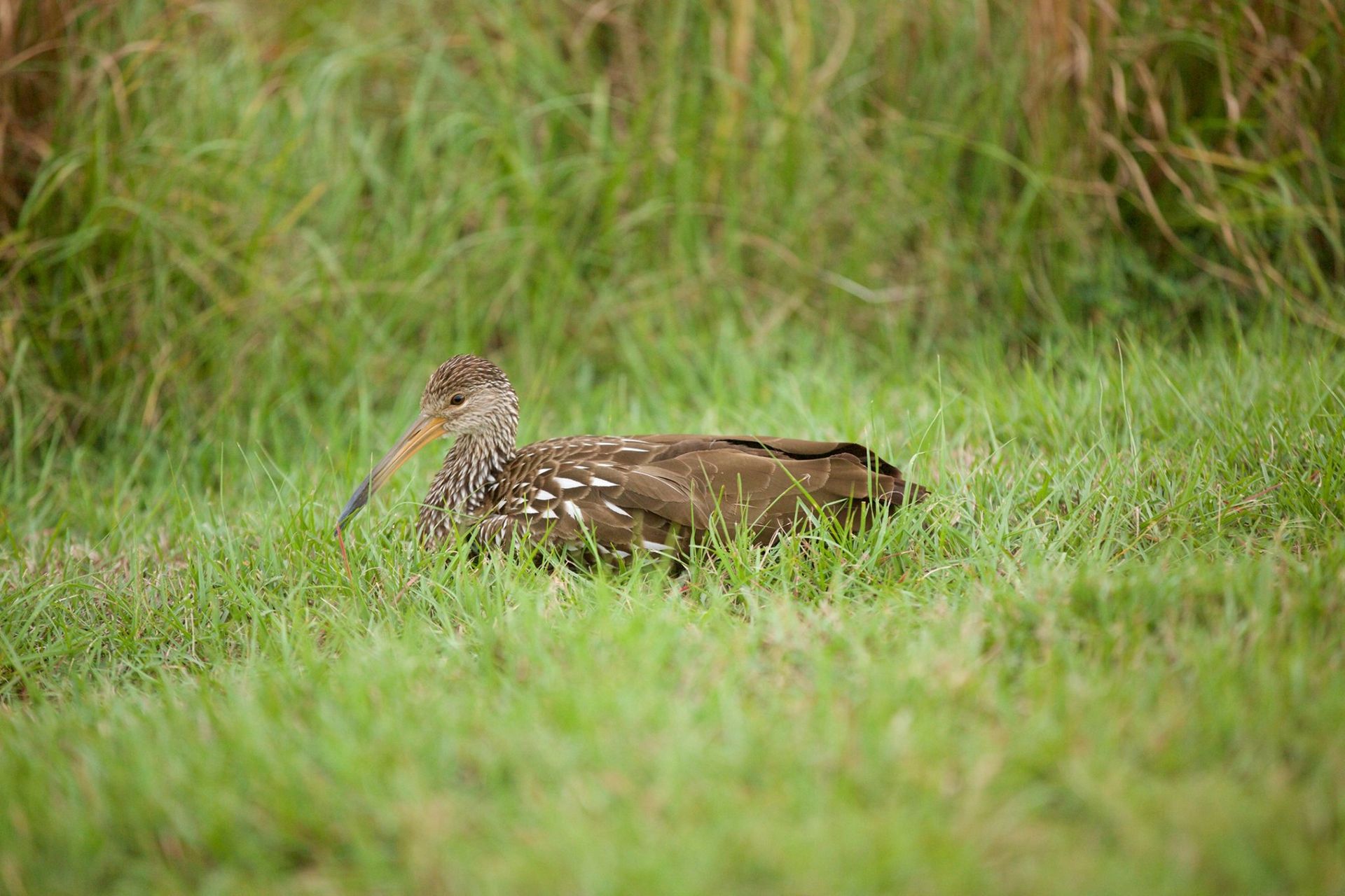 Sweetwater Wetlands Park: Photo Credit to Susannah Peddie from StayGainesville