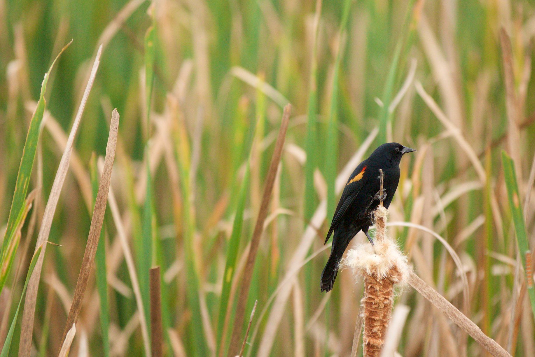 Sweetwater Wetlands Park: Photo Credit to Susannah Peddie from StayGainesville
Red Winged Blackbird