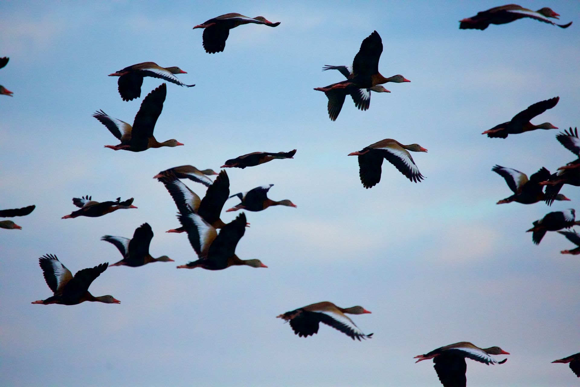 Sweetwater Wetlands Park: Photo Credit to Susannah Peddie from StayGainesville