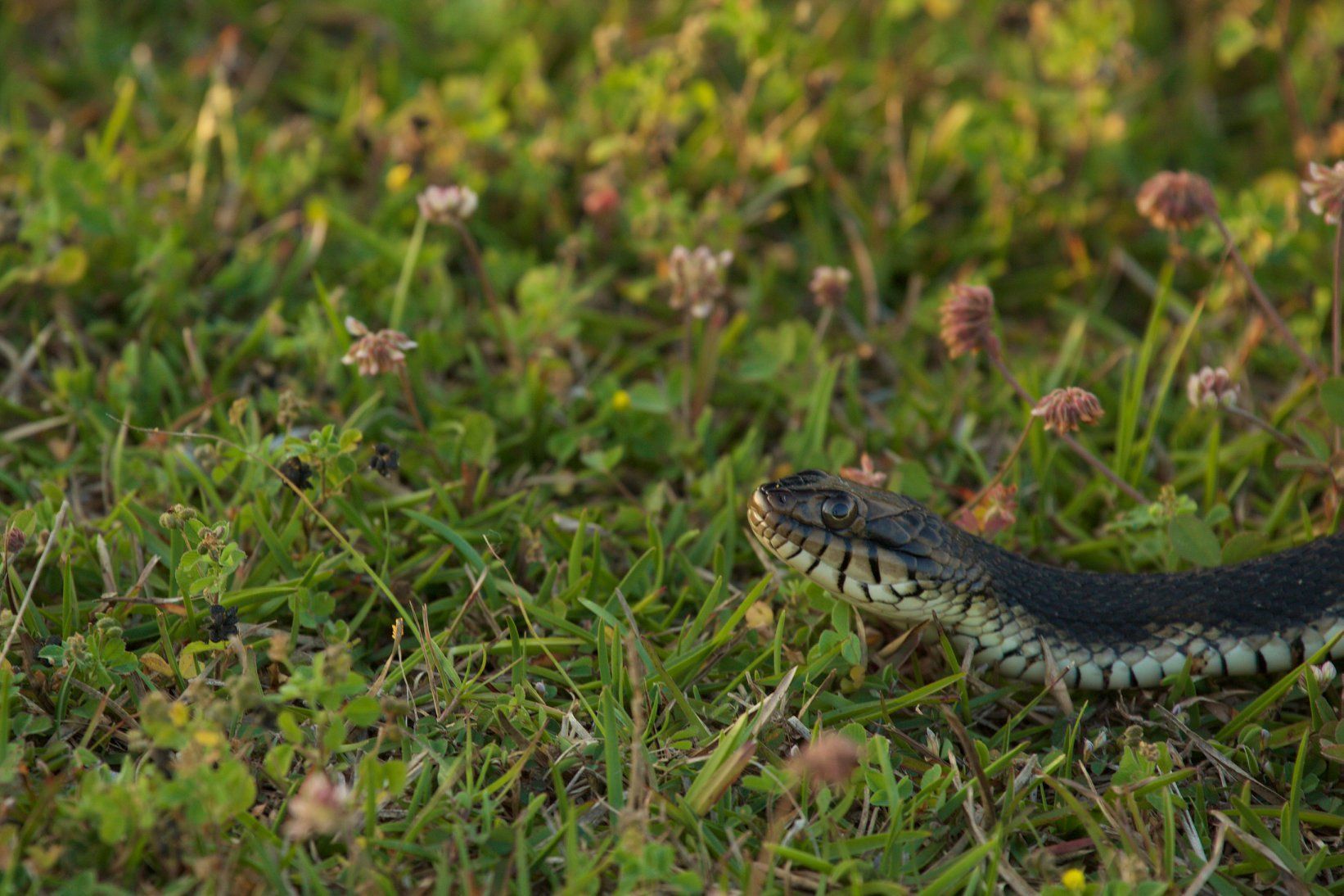 Sweetwater Wetlands Park: Photo Credit to Susannah Peddie from StayGainesville
Snake