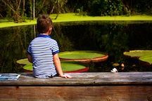 A young boy looking at the Victorian Lily Pads at Kanapaha Botanical Gardens.