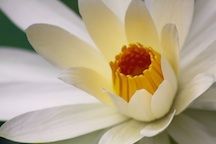 Kanapha Gardens by Susannah Peddie