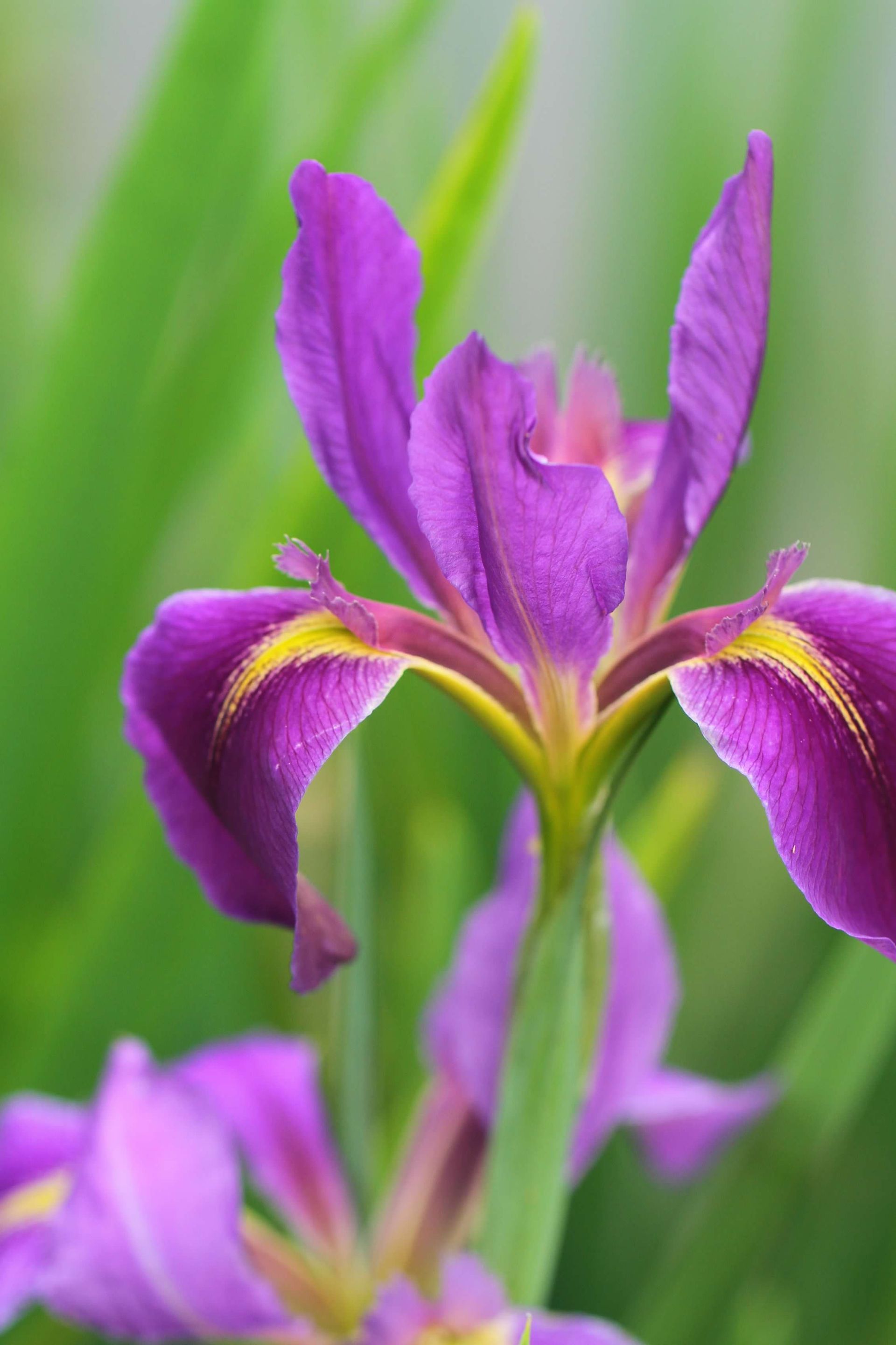 A purple Iris with yellow accents at Kanapaha Botanical Gardens.