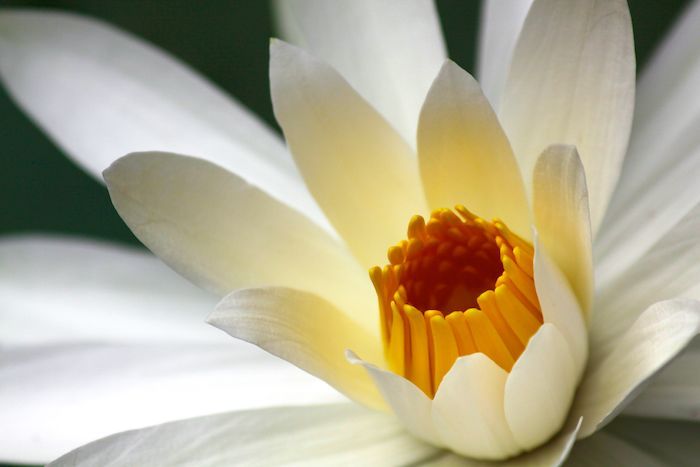 Susannah Flower photography