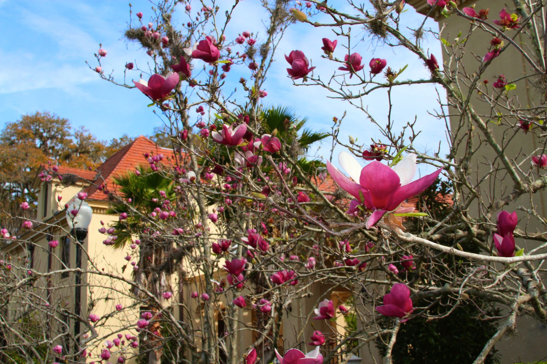 Budget Friendly - in Gainesville FL