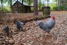 Two chickens at Morningside.