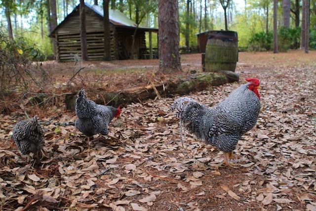 Budget Friendly - in Gainesville FL