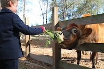 A young child feeding a cow a carrot at Morningside.