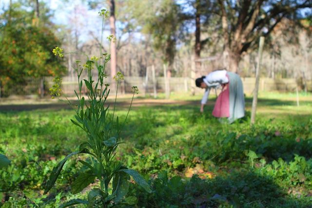 A lady bending over to pick vegetables from a garden as a reenactment of the old days at Morningside Nature Park.