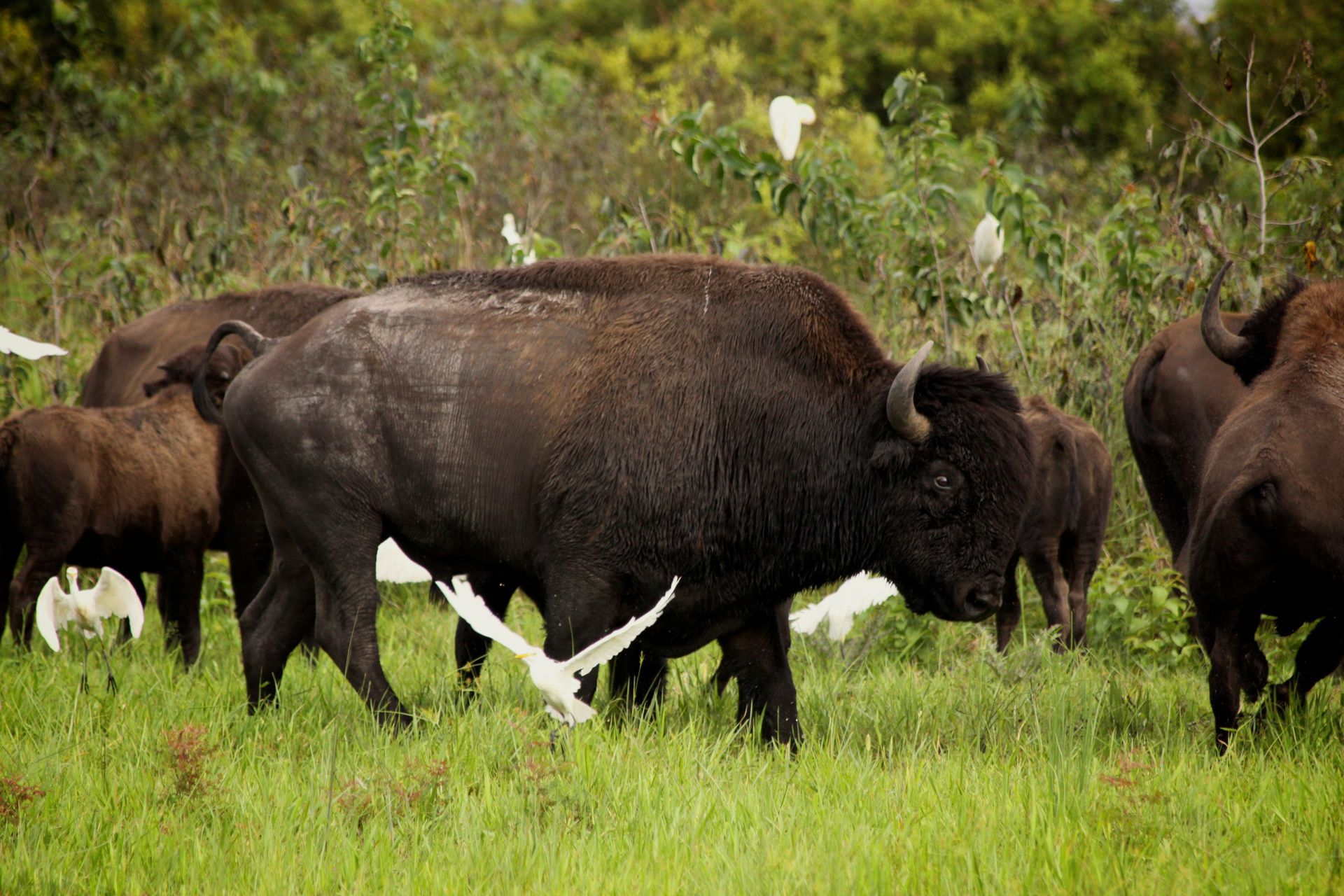 Bison roaming on Paynes Prairie in Gainesville, FL