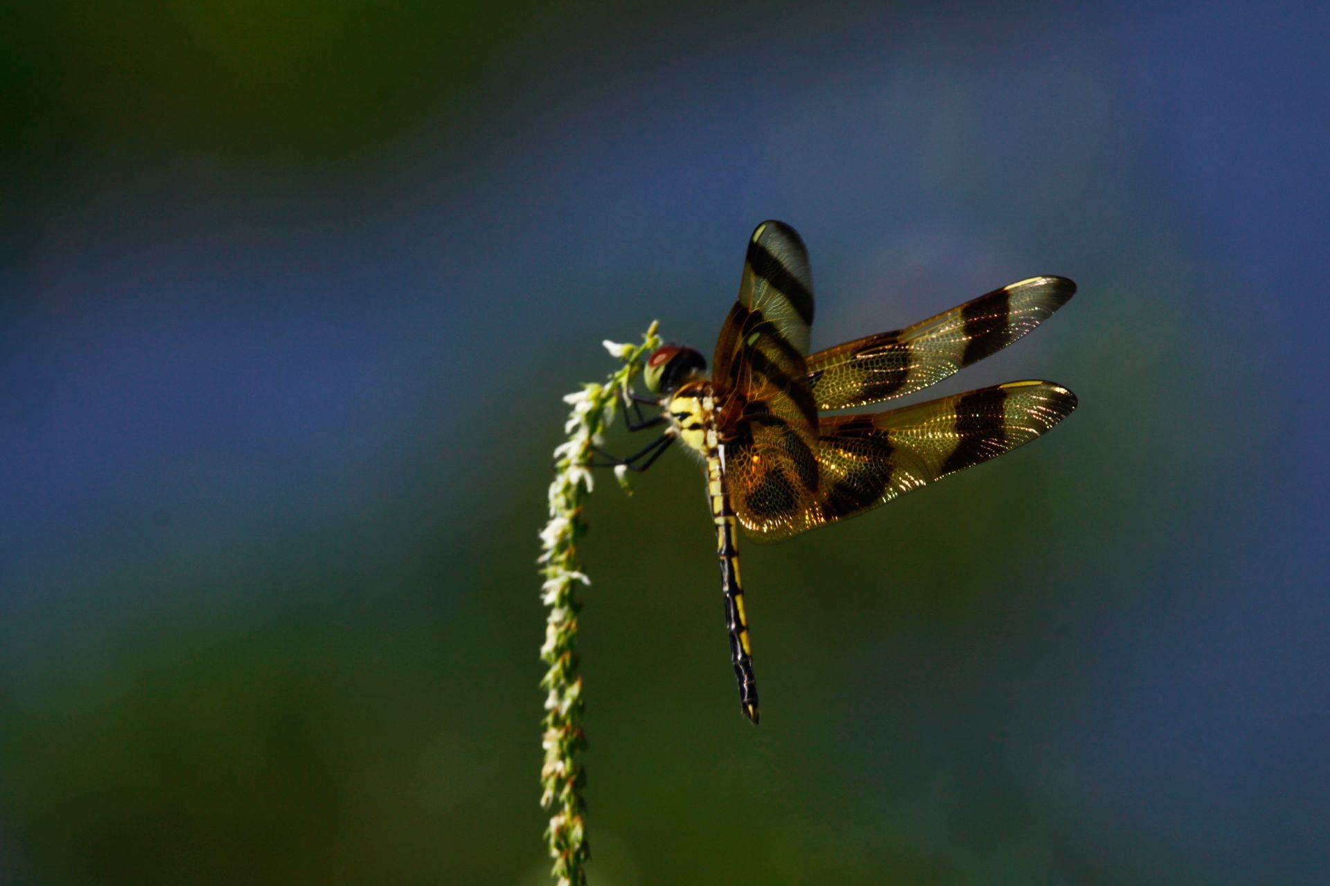 Things to do - Gainesville FL!