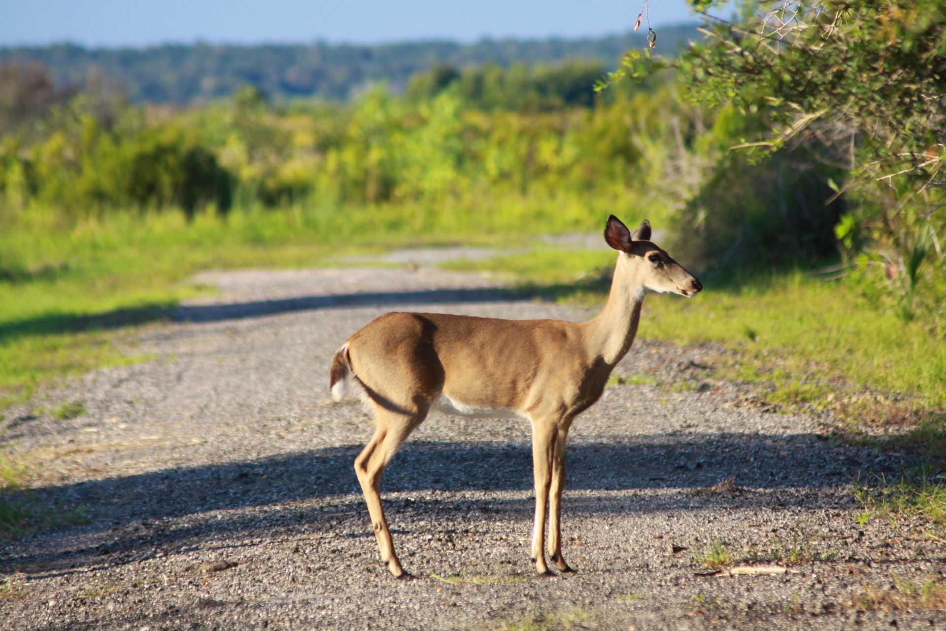 Things to do in Gainesville, FL Paynes Prairie State Park