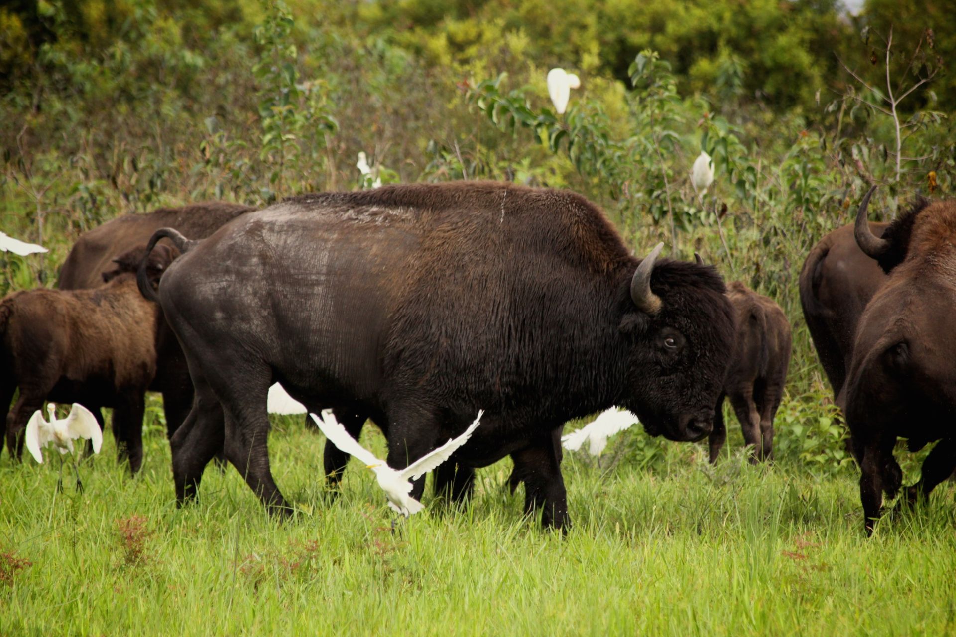 Multiple bison with cow birds in a field in Paynes Prairie State Park.