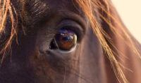 The eye of a wild horse at Paynes Prairie.