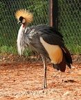 A Crested Crane at Santa Fe College Zoo.