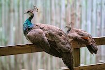 Two female peacocks sitting on a fence at Santa Fe College Zoo.