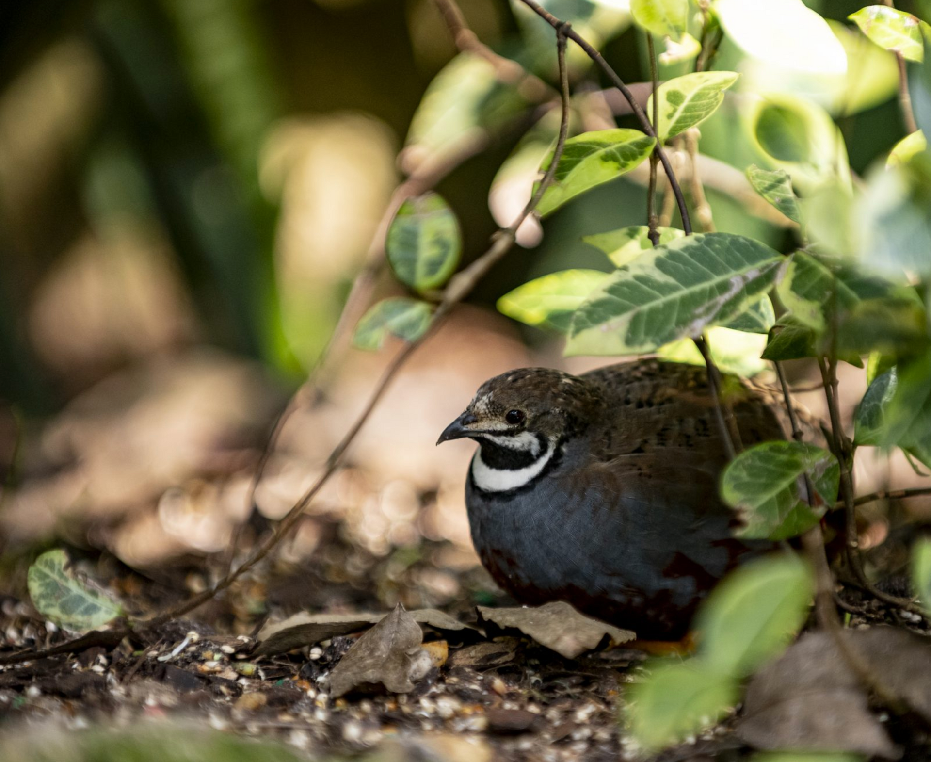 Budget Friendly - in Gainesville FL