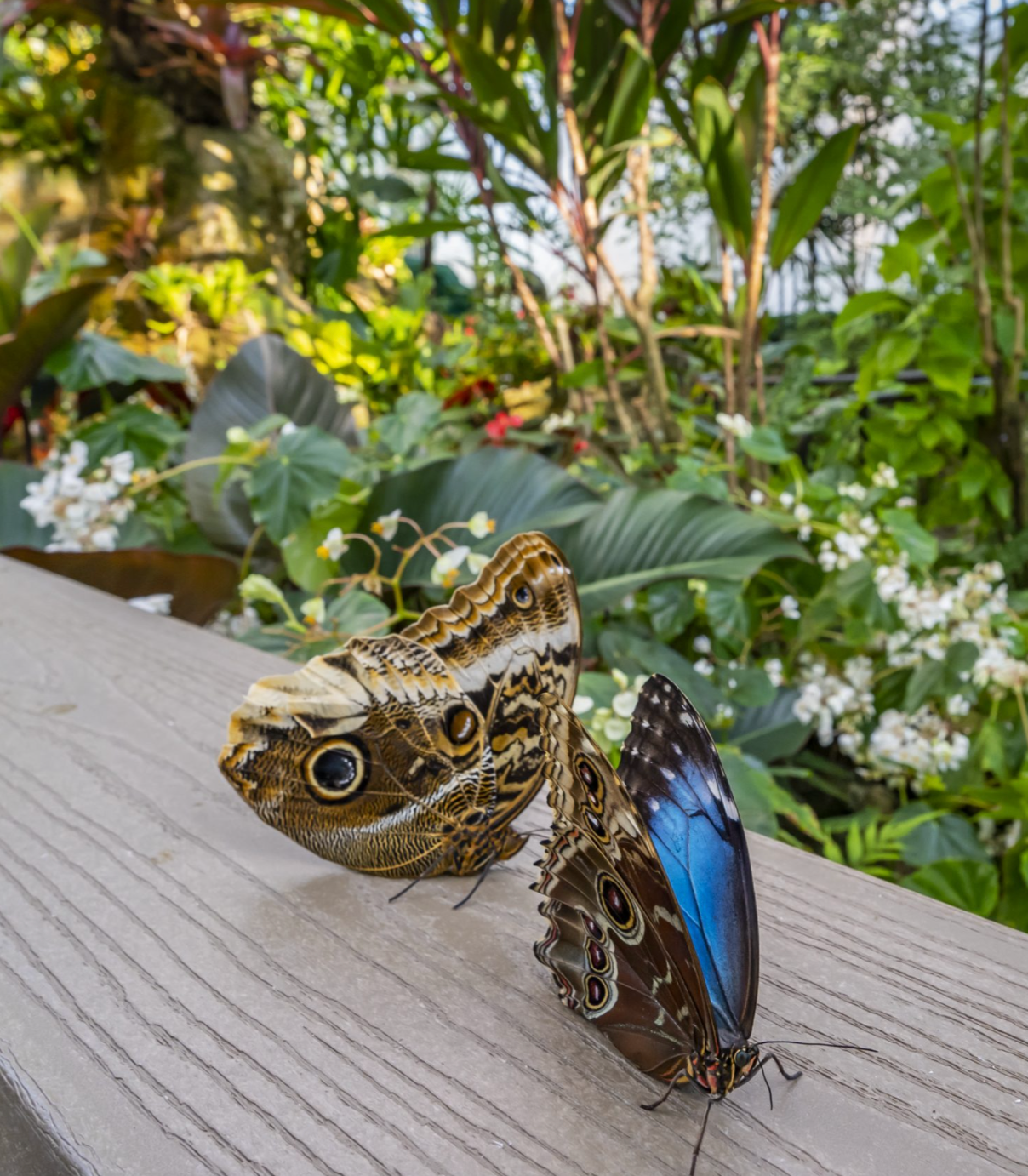 Things to do - in Gainesville FL