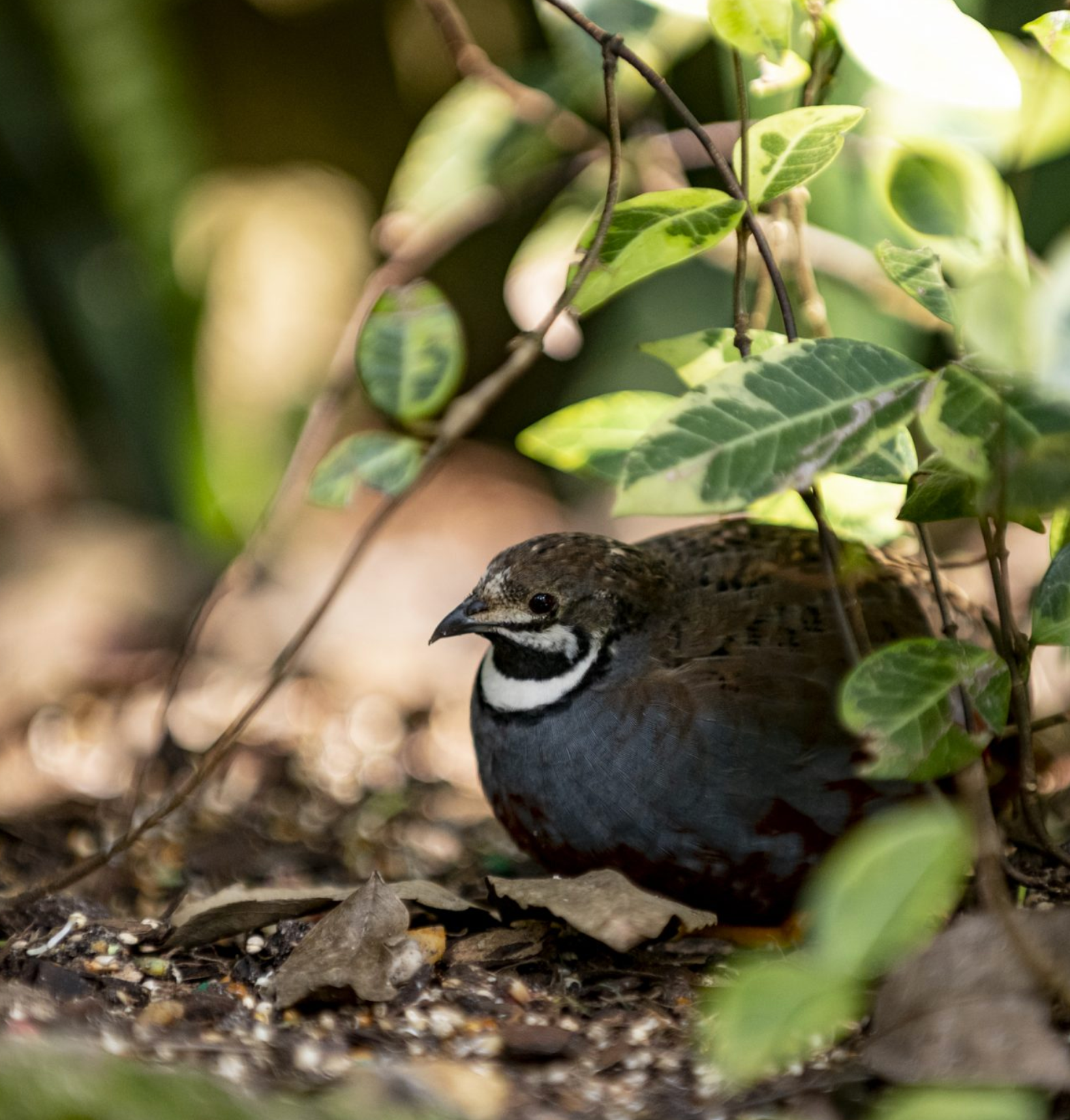 Things to do - in Gainesville FL