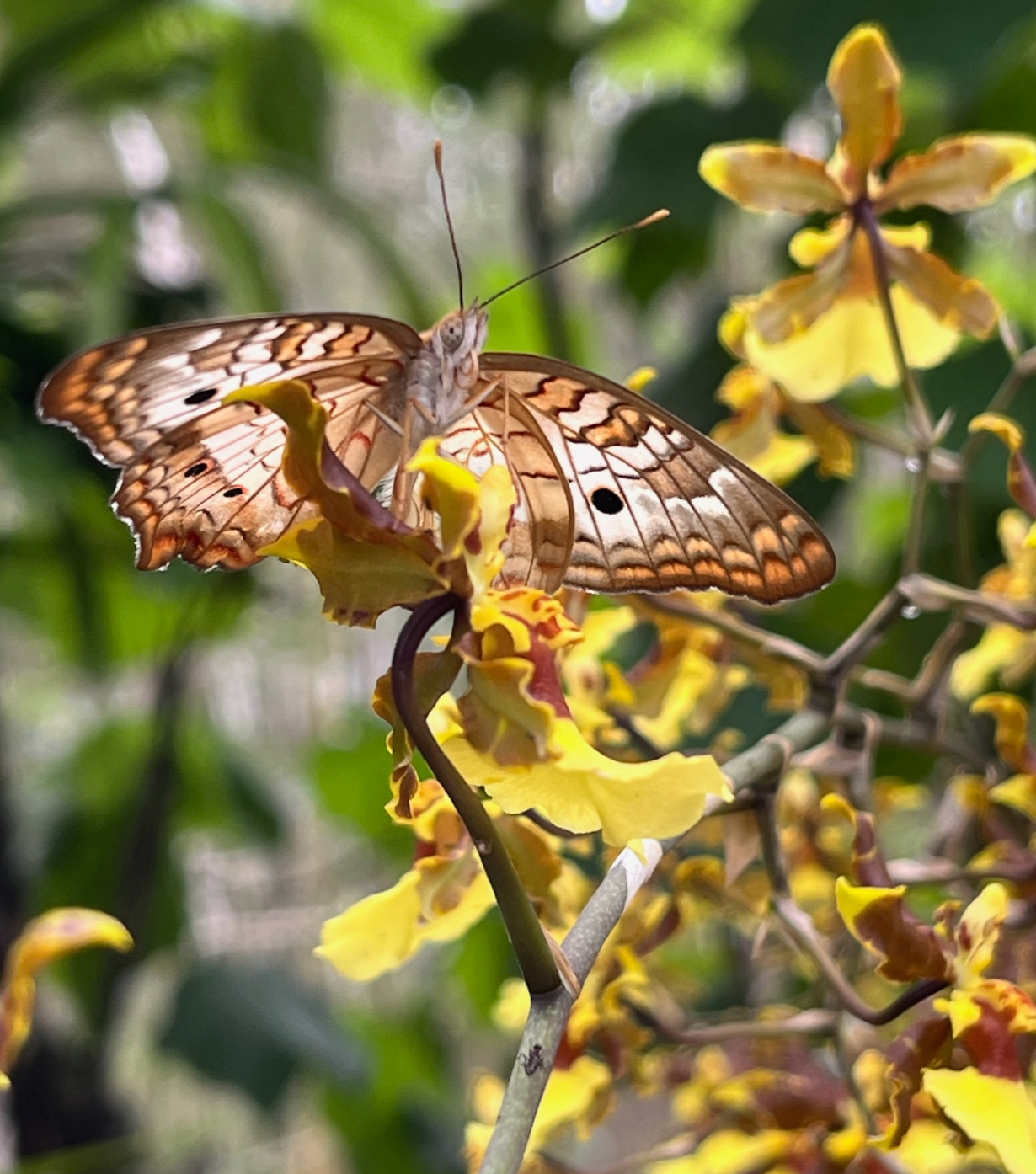 Things to do - in Gainesville FL