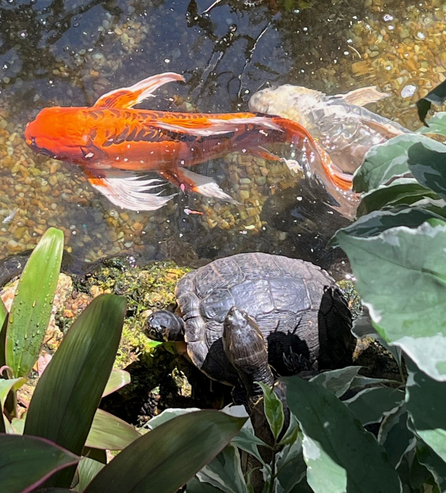 Things to do - in Gainesville FL