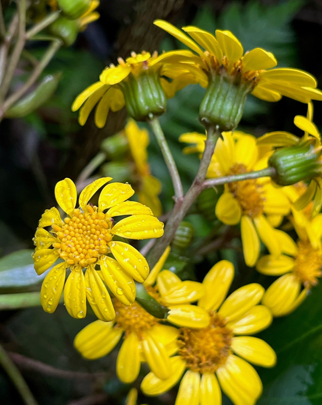 Things to do - in Gainesville FL